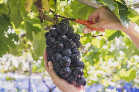 巨峰狩り体験！一古園で味わう、ぶどうの王様の甘酸っぱい魅力☆家族・グループ歓迎！