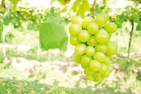 一古園で極上の果実を堪能！子供から大人まで楽しめるシャインマスカット狩り体験　アンティークな雰囲気もお楽しみください