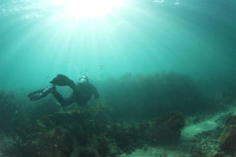 【千葉・勝浦・ファンダイビング】ダイビングライセンス所持者経験本数15本以上限定！ファンダイブ1プチボート1沖ボート