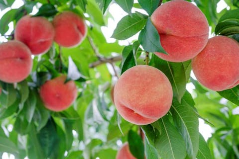 【山形・天童・もも狩り】もも狩り60分食べ放題