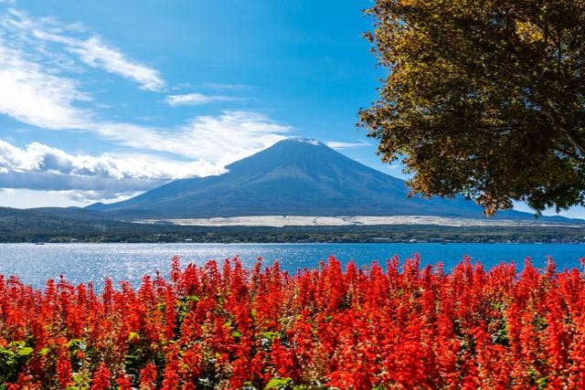 【静岡・富士山・バスツアー】富士山インターネットセレブの名所を巡る日帰り旅行・テンティタウン、忍野八海、河口湖、コンビニエンスストアローソン（東京発）