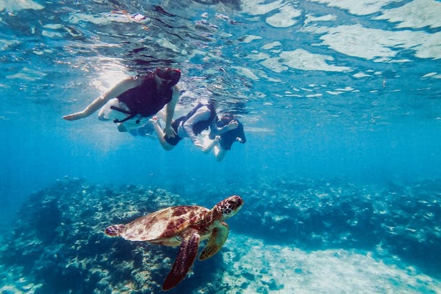 【沖縄・石垣島・シュノーケリング】青の洞窟探検＆ウミガメに出会えるシュノーケリングツアー！子供や初心者歓迎（機材・写真データ無料）