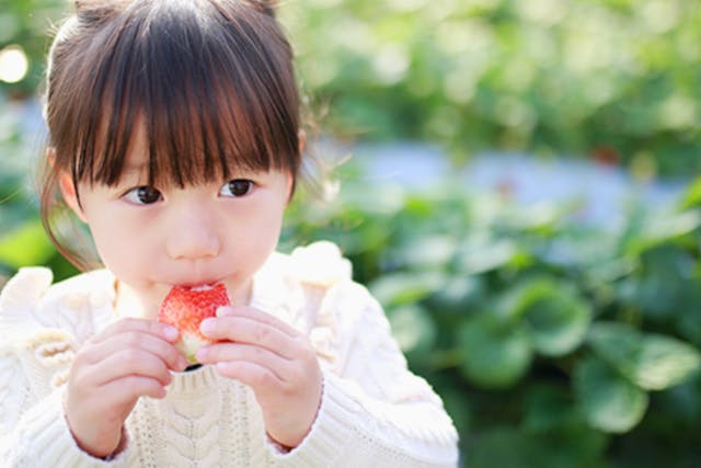 【三重・桑名・いちご狩り】とれたての大玉いちごをその場で堪能！40分間いちご食べ放題！！