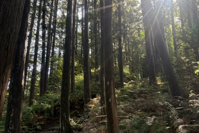 【滋賀・登山】鈴鹿山脈　霊仙山