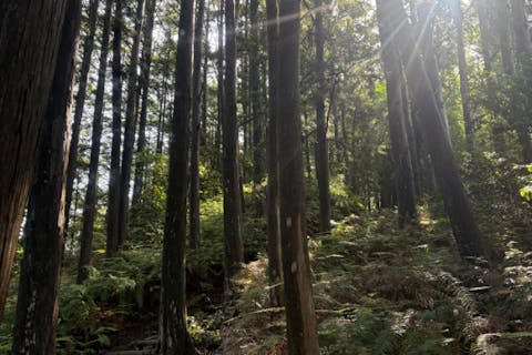 【滋賀・登山】鈴鹿山脈　霊仙山