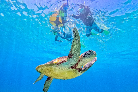 【宮古島】《1組貸切ウミガメシュノーケル！》アソビュー限定割引中！前日・当日予約OK！