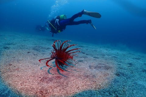 【千葉・勝浦・ファンダイビング】千葉の海に潜ってみませんか！千葉県ファンダイビング＜勝浦・行川・館山＞