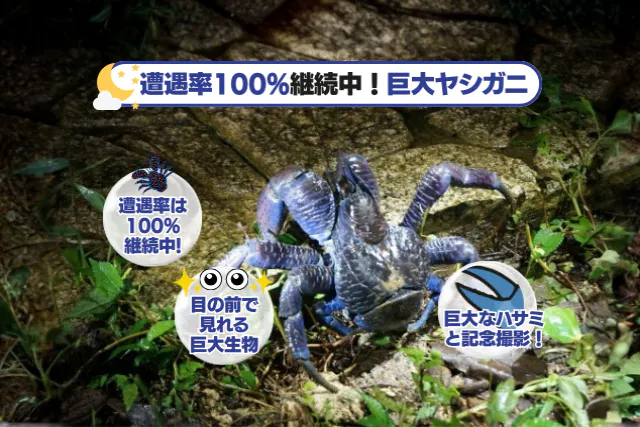 子どもと一緒に宝探し！】遭遇率100％のヤシガニ発見ナイトツアー