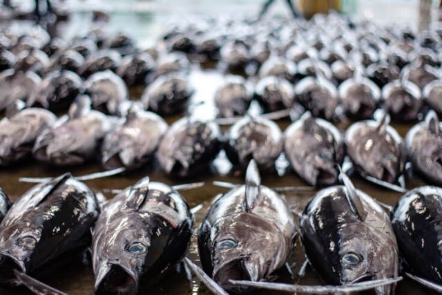 【和歌山・那智勝浦・生まぐろ市場】競りプライベートガイドツアー ＼冬だ！鮪の季節だ！大人半額＆お子さん無料！／