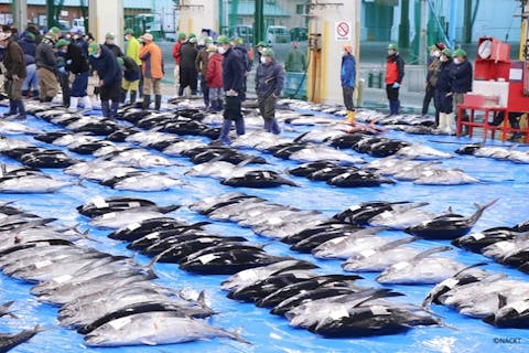 【和歌山・那智勝浦・生まぐろ市場競り】＜生まぐろ水揚げ日本一の町！＞生まぐろ市場競りプライベートガイドツアー＼＼冬だ！マグロの季節だ！半額＆お子さん無料！／／