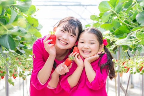 【千葉・佐倉・いちご狩り】6品種30分食べ放題！平日限定ミニ摘み取りパック付きプラン（練乳つけ放題）