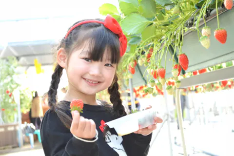 【千葉・佐倉・いちご狩り】7品種30分食べ放題！平日限定ミニ摘み取りパック付きプラン（練乳つけ放題）