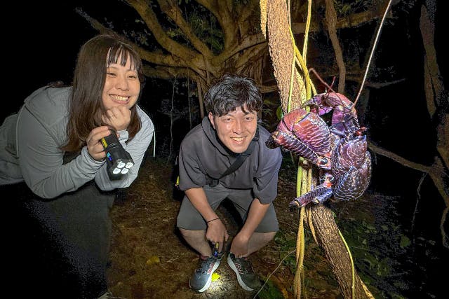 【沖縄・宮古島・ナイトジャングルツアー】ヤシガニ探検隊！夜しか現れない野生動物を探すミステリアスナイトアドベンチャー！