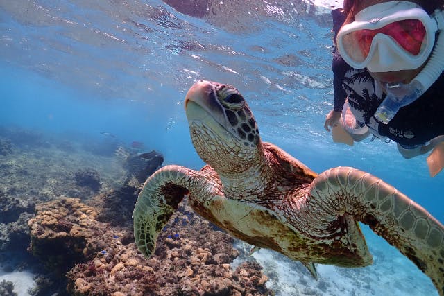 【沖縄・宮古島】1組貸切のプライベート＜ウミガメ シュノーケリングツアー＞ツアー写真・動画データプレゼント