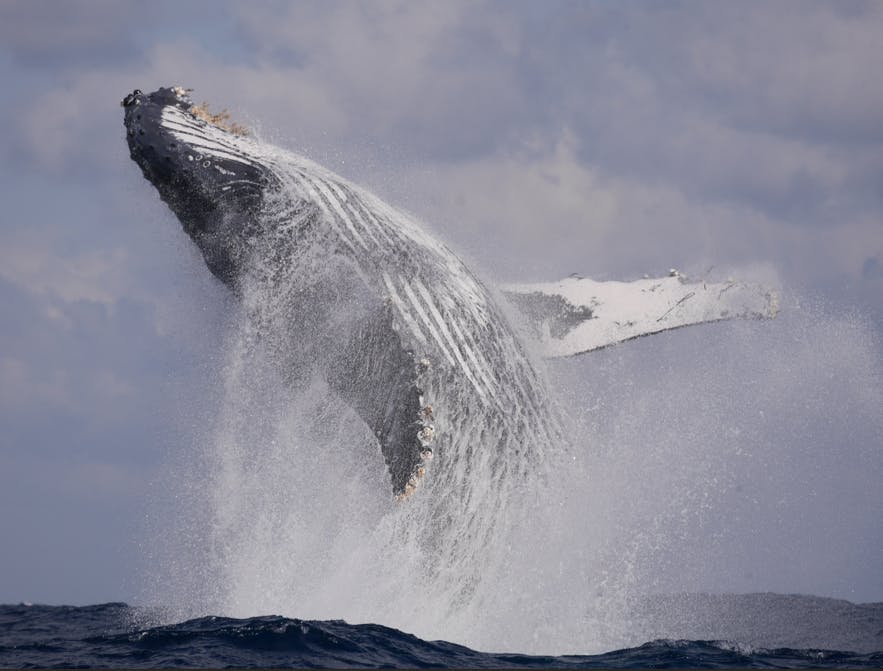 オーシャンブルヴァード