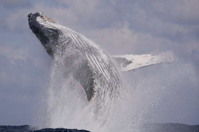 【八丈島・ホエールウォッチング】漁船に乗って！ホエールウォッチングツアー