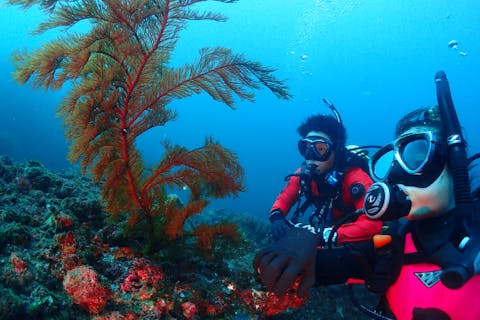 【静岡・熱海・伊東・体験ダイビング】熱海、伊東、伊豆半島で初めての体験ダイビング