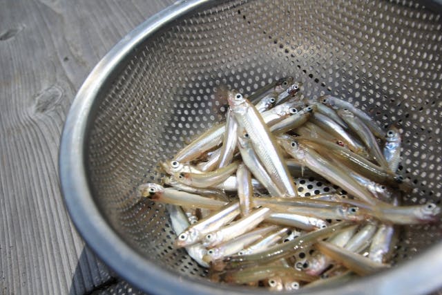 【北海道・ワカサギ釣り】氷上の冒険！札幌でワカサギ釣りを楽しもう！ベテラン釣り師も参加できるように釣りざおとリールにオプションあり！〈送迎あり〉