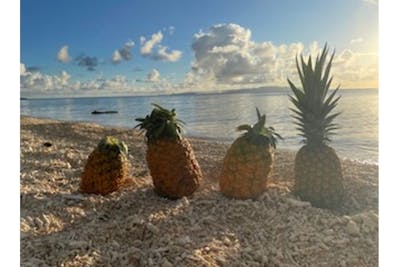 沖縄・石垣島】パイナップルの収穫体験！お子様も楽しめます