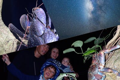 宮古島・ナイトツアー】《少人数制で安心！》宮古島の夜を冒険！ナイト