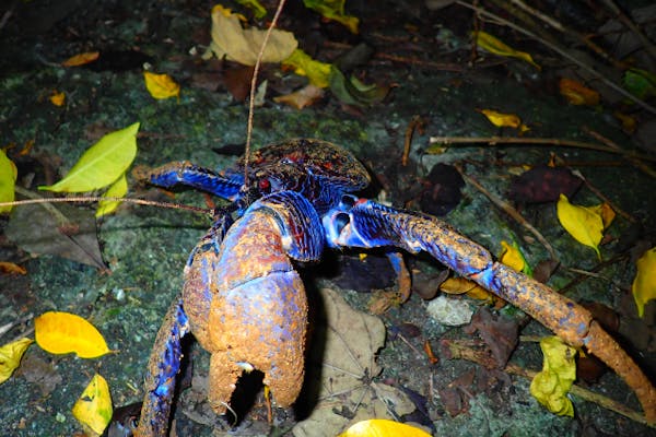 宮古島・ナイトツアー】《少人数制で安心！》宮古島の夜を冒険！ナイト