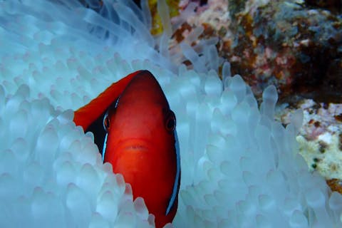 【石垣島・シュノーケリング】乗船時間はたったの5分！ニモやツバメウオに会えるボートシュノーケリングツアー★手ぶらOK（ビジター専用プラン）