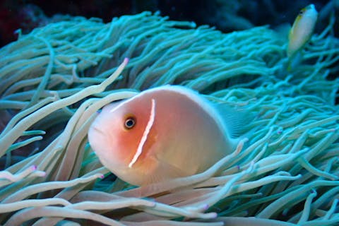 【石垣島・シュノーケリング】乗船時間はたったの5分！ニモやツバメウオに会えるボートシュノーケリングツアー★手ぶらOK（ご宿泊者専用プラン）