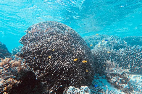 【石垣島・シュノーケリング】ホテルの目の前のビーチから手軽に行ける！ビーチシュノーケリングツアー★手ぶらOK（ビジター専用プラン）