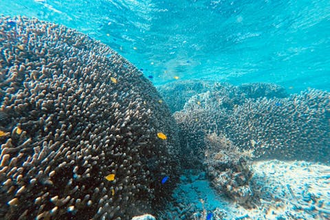 【石垣島・シュノーケリング】ホテルの目の前のビーチから手軽に行ける！ビーチシュノーケリングツアー★手ぶらOK（ご宿泊者専用プラン）