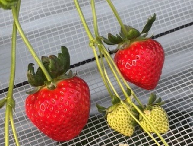 やすださん家のスイーツ園