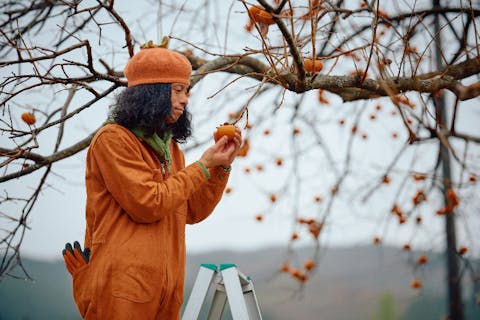 【秋田・柿の収穫体験】みんなで楽しく地域課題解決！お土産付き♪