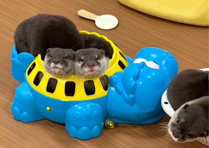 かわうそ幼稚園　〜コツメイト〜