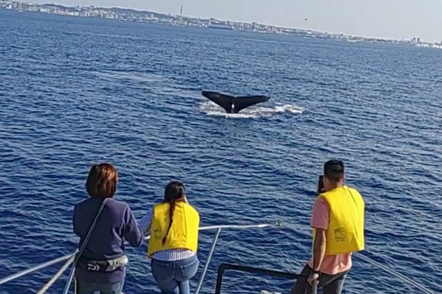 【３歳以下無料・お子様半額・県民割】宜野湾マリーナ発　☆粋な鯨観察☆　「大型クルーザーで 広々お席をご用意いたします」　完全少人数制