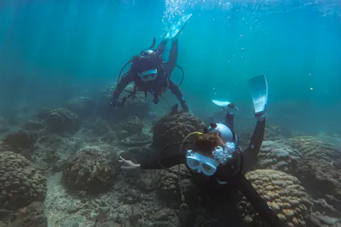 【和歌山・串本　体験ダイビング】通年開催　ライセンス不要　サンゴ礁のある海で体験ダイビング　１ダイブ　ご家族・グループ・カップル大歓迎（レンタル込・送迎あり）