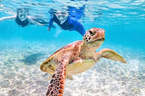 【宮古島｜シュノーケリング】＜1歳〜70歳＞ウミガメ＆ニモのシュノーケリング★追加料金なし★お子様ウミガメメダルプレゼント！