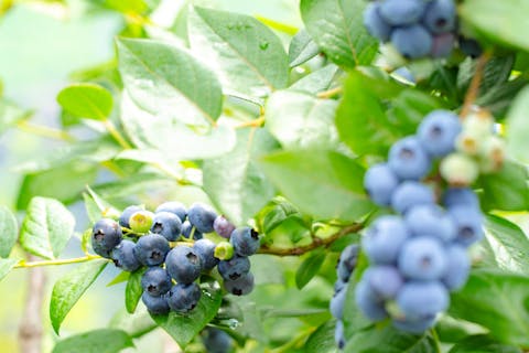 【滋賀県・米原市】伊吹山の麓の自然の中で、大粒で甘いブルーベリーを時間無制限食べ放題