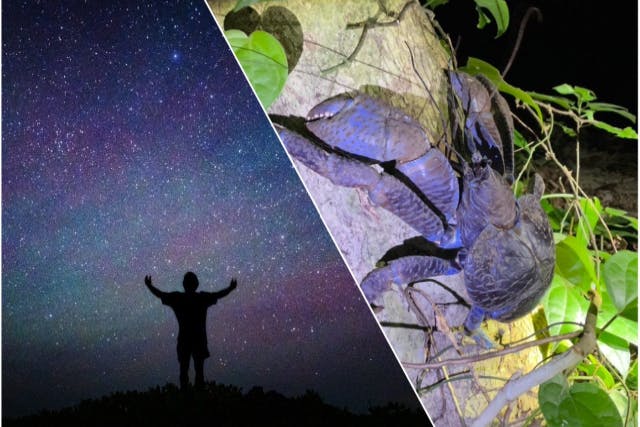 【宮古島/夜】★送迎可能★子供に大人気！南国の星空×ジャングルナイトツアー！当日予約大歓迎！