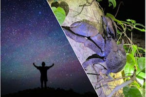 宮古島/夜】☆送迎可能☆子供に大人気！南国の星空×ジャングルナイト