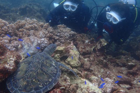 【和歌山・串本 ファンダイビング】初心者・おひとり様・グループ大歓迎　本州最南端の海で 2ボートダイビング　自分のペースでダイビングできる少人数制！