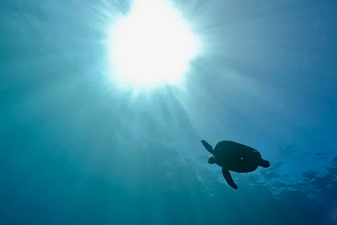 【和歌山・串本・ファンダイビング】串本駅より車で約5分！初心者大歓迎！少人数制で安心のサポート体制！本州最南端串本町の海を満喫　2ボートファンダイビング（串本駅までの送迎付き）