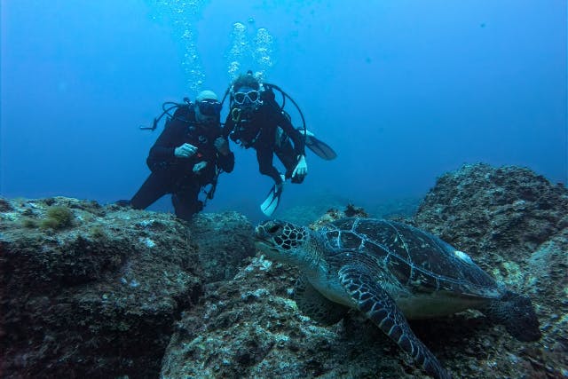 【和歌山・串本　ファンダイビング】久々のダイビングでも安心　リフレッシュ１ビーチダイビング+１ボートダイビング　お一人ずつに寄り添ったサポート　初心者の方・ブランクダイバーの方・おひとり様大歓迎