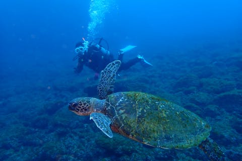 【八丈島・黒潮ブルーの海でPADI オープンウォーターライセンス取得】貸切プランでマイペースに楽しめる3日間コースでPADI オープンウォーターダイバーになろう！