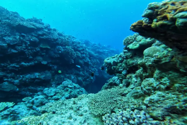 沖縄・名護】シュノーケリング体験！西海岸の綺麗なサンゴ礁を探検