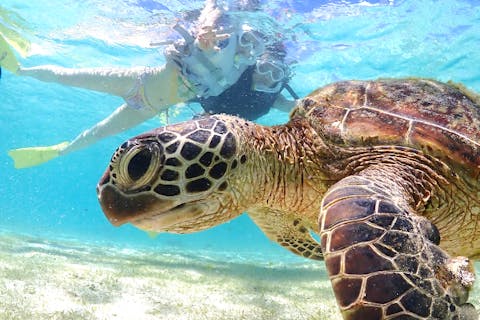 【宮古島】《遭遇率100%継続中》ウミガメシュノーケル☆当日OK☆データ無料☆レンタル無料☆ニモにも会える★OPEN記念防水ステッカープレゼント★
