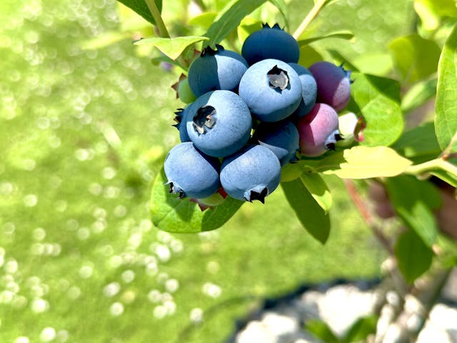 ここもぐフルーツファーム