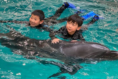 大阪府・堺市・ドルフィンスイム】イルカと一緒に泳ぐ夢の体験