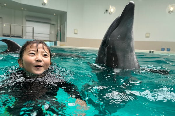 大阪府・堺市・ドルフィンスイム】イルカと一緒に泳ぐ夢の体験