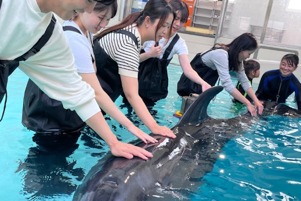 大阪府・堺市・イルカと浅瀬で遊ぼう】浅瀬での触れ合い体験｜アソビュー！