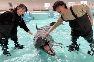大阪府・堺市・イルカと浅瀬で遊ぼう】浅瀬での触れ合い体験｜アソビュー！