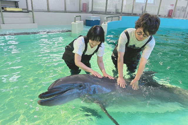 【大阪府・堺市・イルカと浅瀬で遊ぼう】浅瀬での触れ合い体験